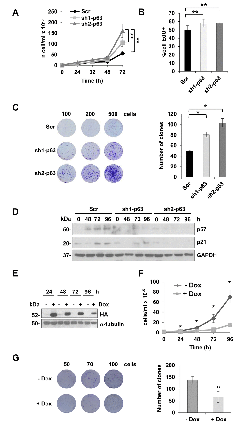 TAp63 knock-down increases myoblast proliferation. (A) Growth curve of C2C7 Scr, sh1- and sh2-p63 clones. One representative experiment of three is shown. (B) EdU-incorporation assay in proliferating C2C7 scramble Scr, sh1- and sh2-p63 clones. Data are shown as mean± S.D. **p(C) Clonogenicity assay of C2C7 Scr, sh1- and sh2-p63 clones. Images of one experiment of three are shown. Colony number count/dish is reported in the histogram (right). *pD) Western blot confirming reduced expression of p21 and p57 in sh1- and sh2-p63. One representative experiment of three is shown. (E) Western blot analysis of C2C12 upon doxycyclin treatments (Tet-ON, Dox). Tubulin is shown as loading control. One representative experiment of three is shown. (F) Growth curve of Tet-ON TAp63γ C2C12 cells after 24, 48, 72 and 96h of Dox (2µg/ml) induction. (G) Clonogenicity assay of Tet-ON TAp63γ C2C12 cells after 6 days doxycycline (2µg/ml) induction. Colony number count/dish is reported in the histogram (right). Data are shown as mean ± S.D. of three independent experiments. *p