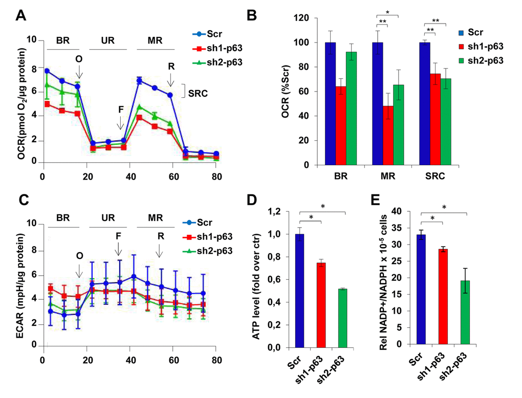 TAp63 knock-down affects mitochondrial respiration. (A) OCR performed in 6 well seahorse assay plates shows the cellular respiration profile in C2C7 Scr, Sh-1 and Sh2-p63 clones after treatment with the drugs oligomycin (40µg/µl), FCCP (50nM) and rotenone (25nM). One representative of three independent experiments is shown. (B) The relative quantification of the area below the curves corresponding to stage BR, UR, MR and SRC (basal respiration, uncoupled respiration, maximal respiration and spare respiratory capacity) is shown in histogram and reported as percentage of Scr. Data are shown as mean ± S.D. of three measures detected after drugs injection and normalized to µg of proteins *pC) ECAR performed in 6 well seahorse assay plates shows the cellular respiration profile in C2C7 Scr, sh1- and sh2-p63 clones after treatment with the drugs oligomycin (40µg/µl), FCCP (50nM) and rotenone (25nM). One representative of three independent experiments is shown. (D) ATP levels in C2C7 Scr, sh1- and sh2-p63 clones are normalized to the cell number and are reported as relative quantification to the Scr. Data are shown as mean ± S.D. from three independents experiments *pE) NADP+/NADPH ratio in Scr, sh1- and sh2-p63 C2C7 clones are normalized to the cell number. Data are shown as mean ± S.D. from three independent experiments *p