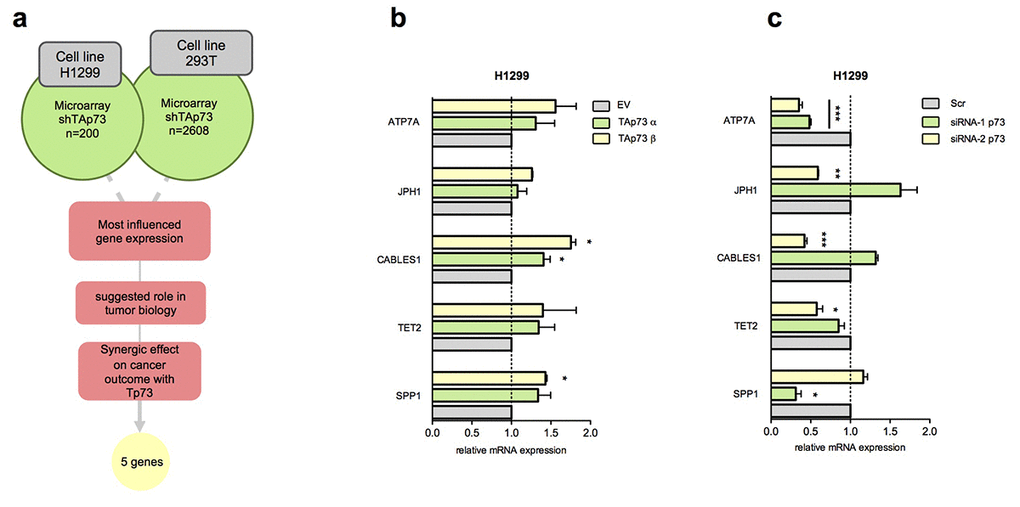 Identification of new TAp73 transcriptional targets. (a) Schematic workflow of putative TAp73 transcriptional target analysis; most influenced genes in H1299 (Amelio et al.) [65] and 293T (Marini et al.) [14] (shTAp73) were analysed by filtering ones more related with tumor biology; searching for previous evidence were done on PubMed (NCBI). Gene expressions effect on oncological patients survival and synergical effect with Tp73 on cancer outcome were analysed studying KM curves in all available datasets in web based online tool Syntarget. (b) mRNA levels of SPP1, TET2, CABLES1, JPH1, ATP7A were analysed by quantitative PCR after HA-TAp73 α and β overexpression. Relative expression of genes was normalized against TBP and calculated as fold change to the control treatment (empty vector, EV). Data is reported as mean ± s.d. of three experiments. * p c) mRNA levels of genes of interest were analysed by quantitative PCR after siRNA-1 p73 and siRNA-2 p73 treatment. Relative expression of genes was normalized against TBP and calculated as fold change to the control treatment (siCTRL, Scr). Data is reported as mean ± s.d. of three experiments. *** p 