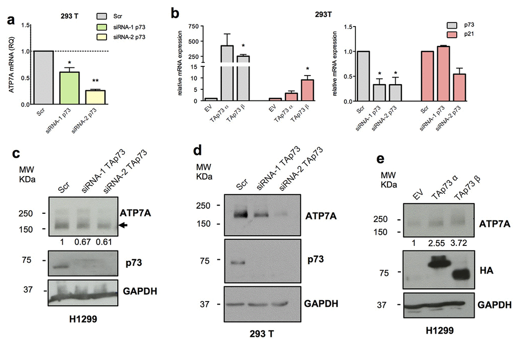 TAp73 regulates ATP7A expression level. (a) ATP7A mRNA levels were analysed by quantitative PCR after TAp73 silencing (siRNA-1/2 p73). Relative mRNA expression was normalized against TBP and calculated as fold change to the control treatment (Scr). Data is reported as mean ± s.d. of three experiments. ** p b) p73 and p21 mRNA levels were analysed by quantitative PCR after TAp73 overexpression (HA-TAp73 α-β) and p73 silencing (siRNA-1/2 p73). Up- and downregulation of p21, a TAp73 transcriptional target, confirmed p73 transcriptional activity modulation. Relative expression of genes was normalized against TBP and calculated as fold change to the control treatments (EV and Scr). Data is reported as mean ± s.d. of two experiments. * p c-e) Protein levels of ATP7A, HA-TAp73 or endogenous TAp73 and GAPDH were analysed by WB in cell overexpressing or depleted for TAp73. Figure shows a representative replicate of three independent experiments.