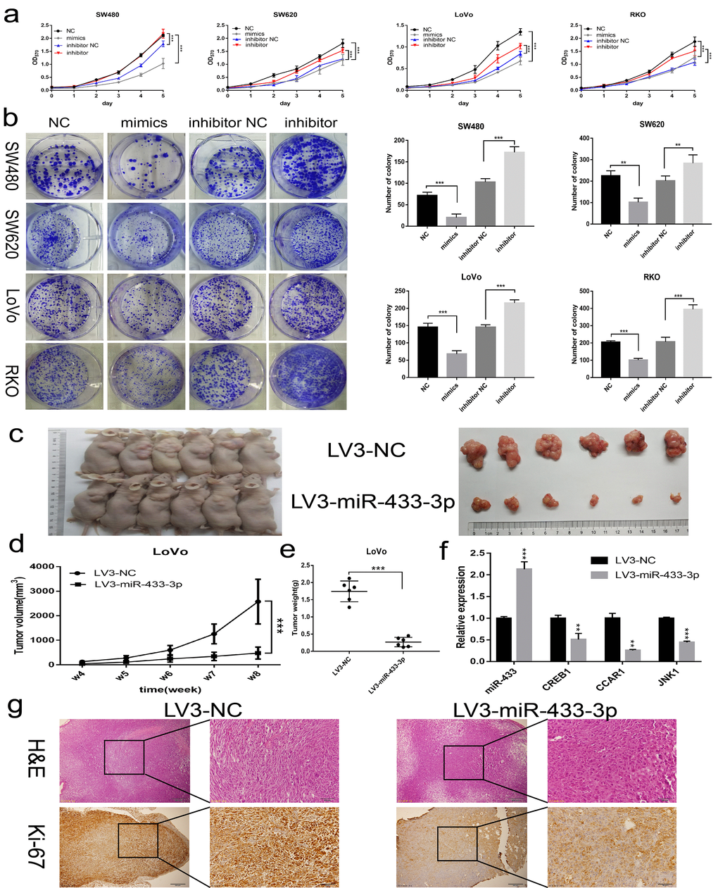 miR-433 inhibited CRC cell proliferation in vitro and in vivo. (a) MTT assays revealed that transfection of miR-433 mimics evidently suppressed the cell viability in SW480, SW620, LoVo and RKO cells, however, miR-433 inhibitor conspicuously enhanced the proliferative activity relative to inhibitor NC (NC, negative control; mimics, miR-433 mimics; inhibitor NC, negative control for inhibitor; inhibitor, inhibitor of miR-433). (b) Colony formation assays indicated that overexpression or knockdown of miR-433 prominently impeded or promoted CRC cell colony formation activity via transfection of the mimics or inhibitor of miR-433 (NC, negative control; mimics, miR-433 mimics; inhibitor NC, negative control for inhibitor; inhibitor, inhibitor of miR-433). (c) Subcutaneous tumors generated in nude mice which derived from LV3-NC- and LV3-miR-433-3p-infected LoVo cells are shown. (d) ANOVA of repeated measurements confirmed that the LoVo/LV3-miR-433-3p group showed much feebler growth than its counterpart. (e) A t test demonstrated a significant difference in tumor weight between the LoVo/LV3-miR-433-3p group and its counterpart. (f) Real-time PCR indicated that miR-433 was upregulated in LoVo/LV3-miR-433-3p tumors, and subsequently, a dramatic decline in CREB1, CCAR1 and JNK1 was observed. (g) H&E and Ki-67 staining of tumors initiated from LoVo/LV3-NC and LoVo/LV3-miR-433-3p cells. **, pp
