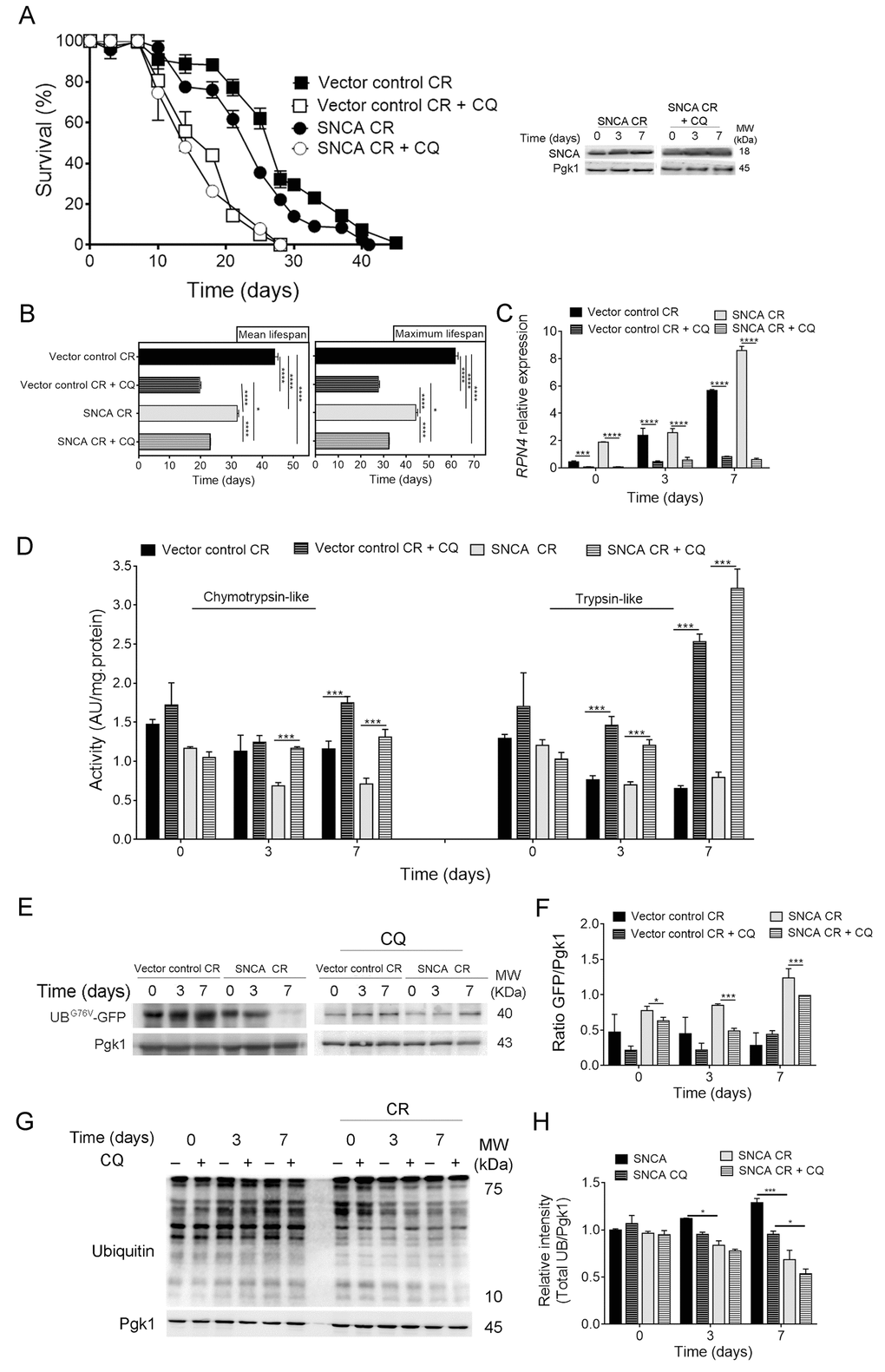 Autophagy inhibition leads to upregulation of the ubiquitin-proteasome system activity in α-synuclein (SNCA)-expressing cells under caloric restriction. (A) Chronological lifespan (CLS) and SNCA levels of SNCA-expressing stationary wild type cells, under caloric restriction (CR, 0.5% glucose) conditions, in the presence or absence of chloroquine (CQ), an inhibitor of autophagy. (B) Mean (50% survival) and maximum (10% survival) lifespans determined from curve fitting of the survival data from CLS. Significance was determined by two-way ANOVA (*p≤0.05, ****p≤0.0001) between cells grown under CR conditions expressing vector control or SNCA in the presence or absence of CQ. (C) RPN4 mRNA relative expression levels as described in the legend of Figure 1. (D) Chymotrypsin- and trypsin like activities. The assay was normalized to the total protein amount. (E) UPS activity measured by monitoring the ubiquitin/proteasome-dependent proteolysis of the short-lived protein UBG76V-GFP. GFP was detected by Western blotting using a GFP-specific antibody. (F) Graphical representation of GFP/Pgk1 obtained by densitometric analysis. (G) Ubiquitination profile determined by Western blotting using an anti-mono and polyubiquitination antibody. (H) Graphical representation of the intensity of total UB/Pgk1 obtained by densitometric analysis. Statistical significance represented in (C), (D), (F) and (H) was determined by Student's t-test (*p≤0.05, ***p≤0.001, ****p≤0.0001) comparing caloric restricted vector control or SNCA-expressing cells in the presence or absence of CQ. Data represents mean ± SEM of at least three biological independent replicas. The error bars represent the standard error of the mean (SEM).