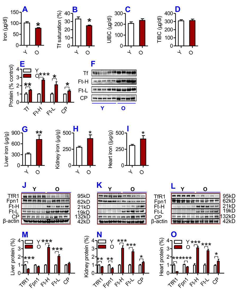 Tissue Iron Is Negatively Correlated With Terc Or Tert Mrna Expression A Heterochronic Parabiosis Study In Mice Aging