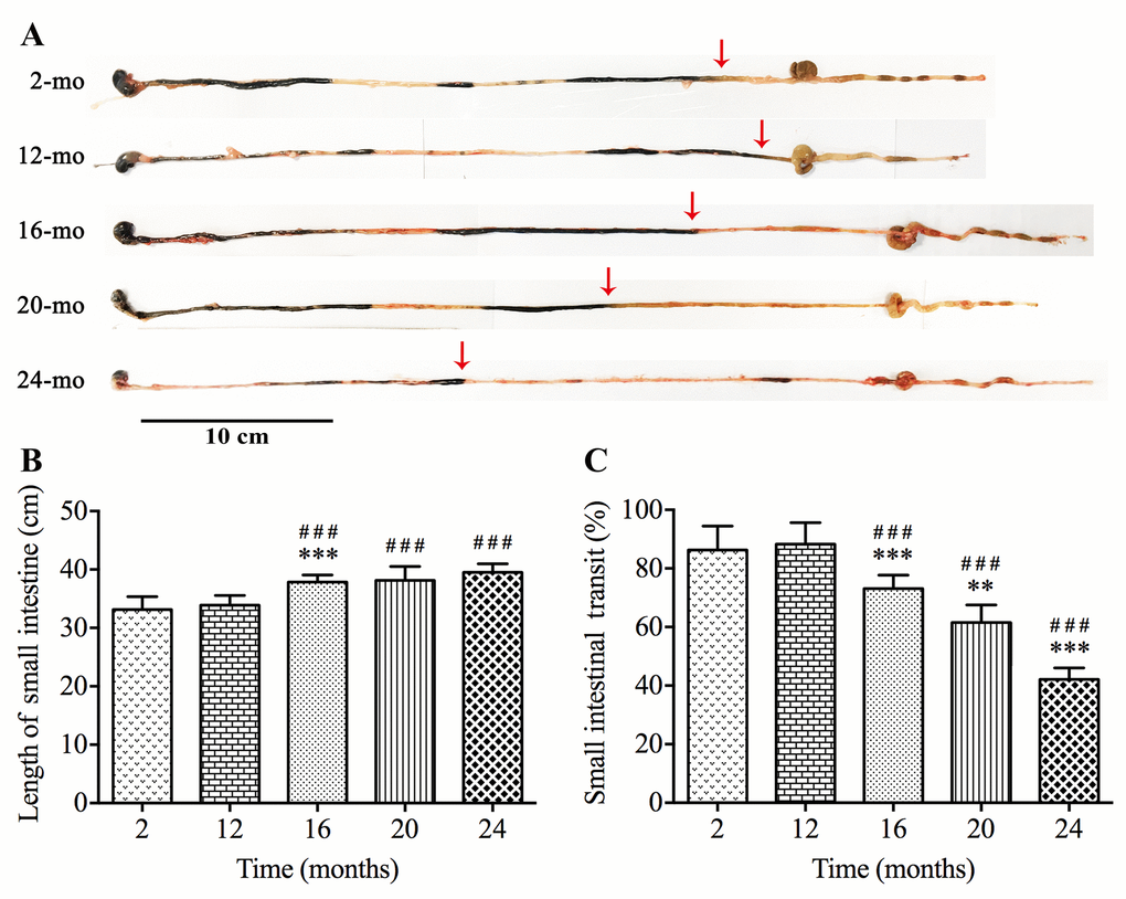 Slower intestinal transit during aging in mice. The ink propulsion distance was illustrated in different age groups (A). The length of small intestine was extended (B) while in vivo intestinal propulsion rate was reduced (C) during aging. Statistical analysis was performed using one-way analysis of variance and data were represented as mean ± SD, statistical significance is: ### P P P 