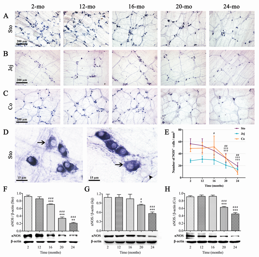 Age-related reduction in nitrergic neurons in the MP of mouse GI tract. Whole-mount preparations stained with NADPH-d histochemistry showed the variations in number of nitrergic neurons in stomach (A), jejunum (B) and colon (C) which appeared at 16, 20 and 20 mo, respectively. In higher magnification of 2-mo-old stomach (D), more typical NOS(+) neurons were oval in shape and intensely stained, with unstained nuclei. Some lighter cell bodies of NOS(+) neurons (left and right figures, arrows) were also seen which suggested that the activity of NOS were lower. Few cells with vaguely remained cellular outlines (right figure, arrowhead) shown in ganglia were confirmed to be other types of neurons. Statistical analysis showed that the decrease of NOS(+) neuronal numbers was started from 16 mo in stomach, 20 mo in jejunum and colon (E). Western blotting indicated that the trend of nNOS expression was coincident with the number of NOS(+) neurons in all three organs (F-H), and densitometric analysis of protein expressions normalized to β-actin. Statistical analysis was performed using one-way analysis of variance and data were represented as mean ± SD, statistical significance is: (E) # P P P P P P P P P 