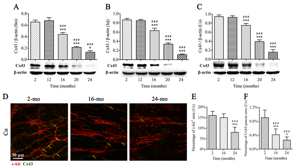 The decrease of Cx43 protein expression in the mouse GI tract with aging. Expressions of Cx43 within GI longitudinal muscle layer of 2-, 12-, 16-, 20- and 24-mo-old mice were examined by western blotting, and the decline in Cx43 expression was seen from 16 mo in all three organs (A-C). The densitometric analysis of protein expressions normalized to β-actin. Confocal images (D) of double immunofluorescence labelling for Cx43 (green) and c-kit (red) displayed that Cx43-puncta distributed throughout MP of colon, and some co-localized with ICCs (arrows), and in 16- and 24-mo-old mice, Cx43-puncta per field was significantly sparse compared with 2-mo-old mice, prior to the reduction in c-kit-positive area in 24-mo-old mice (D-F). Statistical analysis was performed using one-way analysis of variance and data were represented as mean ± SD, statistical significance is: ### P P P 