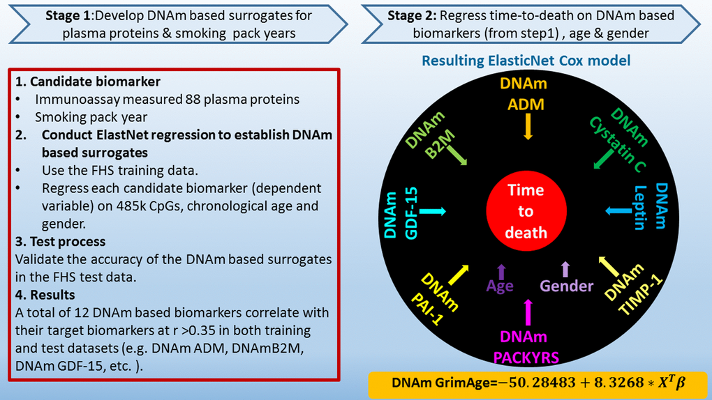 Flowchart for developing DNAm GrimAge. Surrogate DNAm-based biomarkers for smoking pack-years and plasma protein levels were defined and validated using training and test data from the Framingham Heart study (stage 1). Only 12 out of 88 plasma proteins exhibited a correlation r >0.35 with their respective DNAm-based surrogate marker in the test data. In stage 2, time-to-death (due to all-cause mortality) was regressed on chronological age, sex, and DNAm-based biomarkers of smoking pack-years and the 12 above mentioned plasma protein levels. The elastic net regression model automatically selected the following covariates: chronological age (Age), sex (Female), and DNAm based surrogates for smoking pack-years (DNAm PACKYRS), adrenomedullin levels (DNAm ADM), beta-2 microglobulin (DNAm B2M), cystatin C (DNAm Cystatin C), growth differentiation factor 15 (DNAm GDF-15), leptin (DNAm Leptin), plasminogen activation inhibitor 1 (DNAm PAI-1), tissue inhibitor metalloproteinase 1 (DNAm TIMP-1). The linear combination of the covariate values XTβ was linearly transformed to be in units of years. Technically speaking, DNAm GrimAge is a mortality risk estimator. Metaphorically speaking, it estimates biological age.