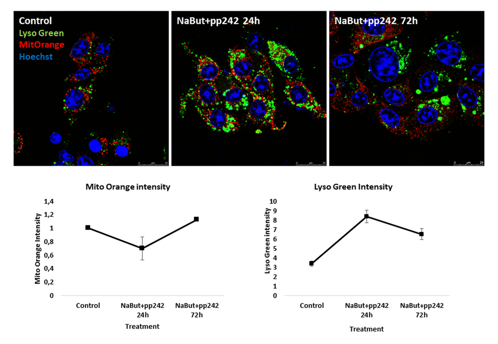 mTORC1 suppression induces mitochondria damage and an increase of lysosome levels in senescent ERas cells. Mitochondria are stained with Mitotracker Orange, lysosomes are stained with Lysotracker Green and visualized at proper wavelengths. Nuclei were stained with Hoechst33342. Magnification 40x obj + zoom. Graphs below represent intensities of Mitotracker Orange and Lysotracker Green in control and treated cells, measured using ImageJ software.