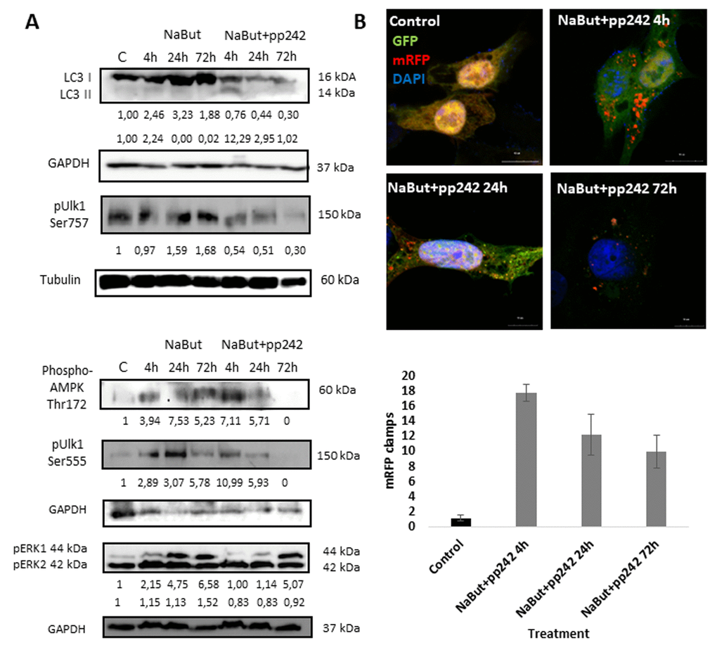 mTORC1 inhibition induces an autophagy flux, which then terminates 24 h thereafter. (A) Western-blot analysis of autophagy markers and its modulators: LC3 I and II forms, phospho-Ulk1 (Ser757, Ser555), phospho-AMPK (Thr172) as well as ERK1,2 phosphorylation. (B) Expression of GFP-mRFP-pft-LC3 vector in senescent cells exposed to pp242 for 4, 24, 72 h visualizing formation of autophagosomes and fusion of autophagosomes with lysosomes. The nuclei stained with DAPI. Histogram presents the average number mRFP foci (autophagosomes fused with lysosomes) per cell after 4, 24, 72 h of mTORC1 inhibition.