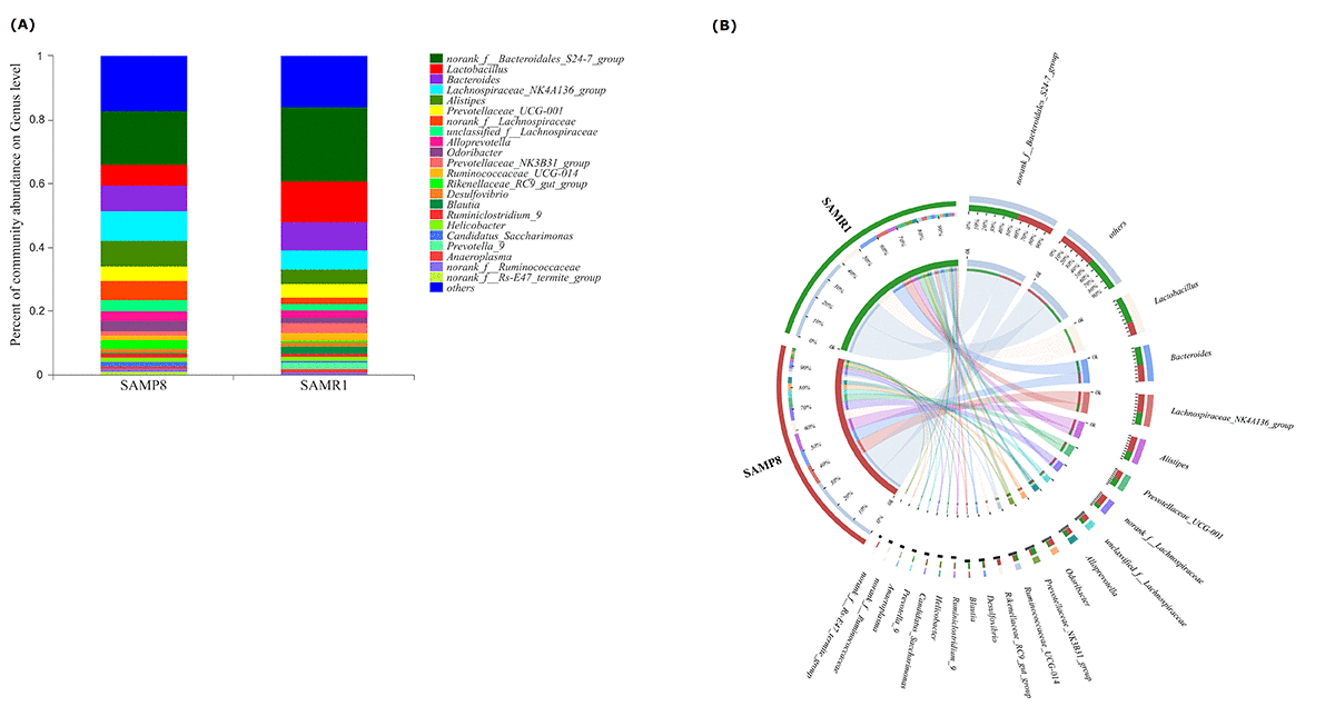 Association Of Gut Microbiota Composition And Function With A Senescence Accelerated Mouse Model 7622