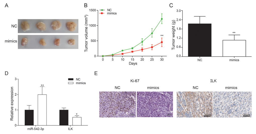 Effects of miR-542-3p overexpression on tumor growth in vivo. (A) Tumors were collected from nude mice injected with osteosarcoma cells transfected with miR-542-3p mimics or NC; (B) The tumor volume was analyzed every 5 days. **PC) The tumor weight was measured 30 days after tumor transplantation. **PD) Expression levels of ILK and miR-542-3p were measured by qRT-PCR in nude mice tissues. *PPE) Expression of ki67 and ILK in each group was detected by immunohistochemical staining.