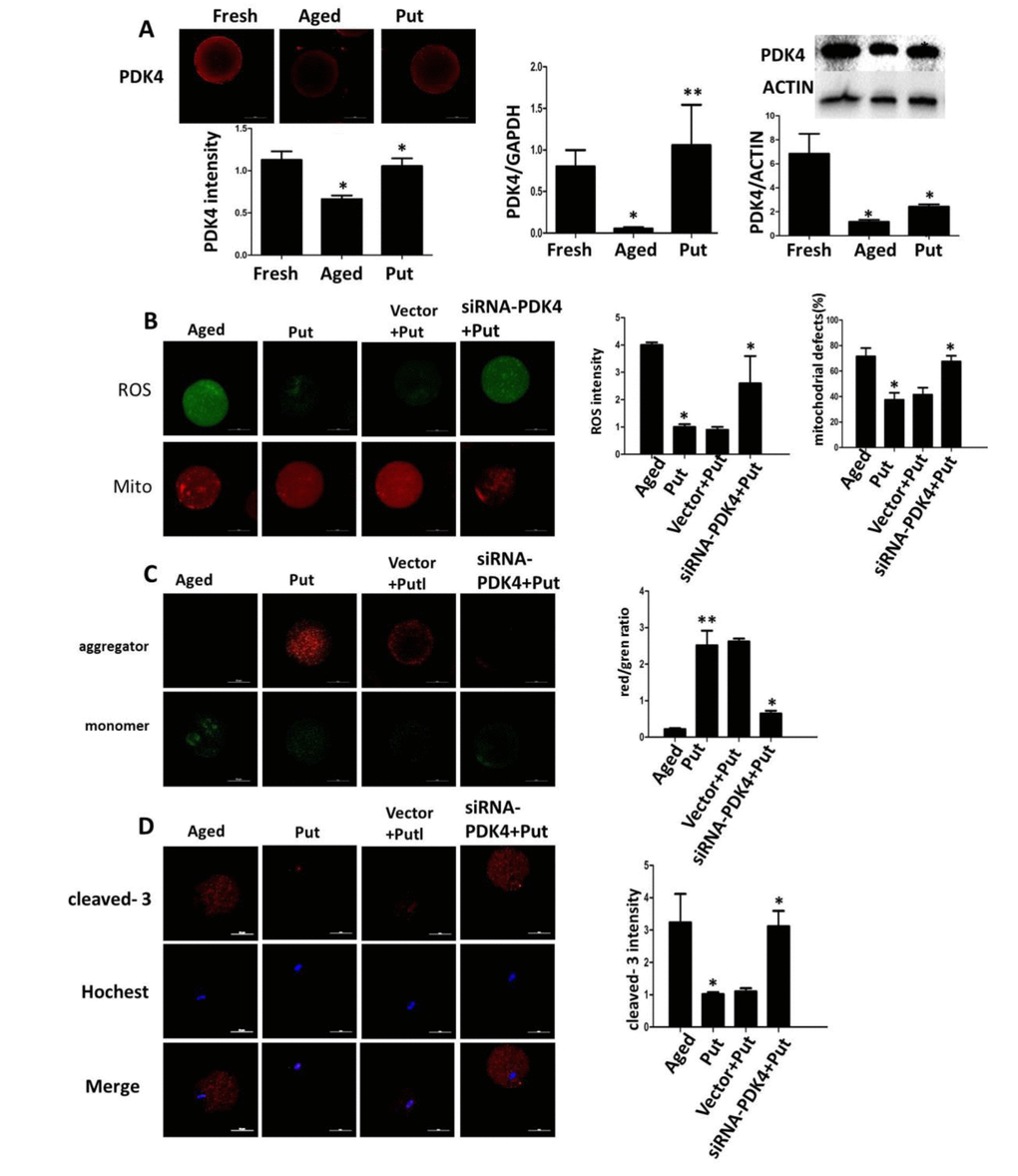 Effects of putrescine on PDK4 expression, oxidative stress, and apoptosis in the oocytes during postovulatory aging. (A) The effect of putrescine on PDK4 expression was tested by immunofluorescence, qPCR and Western blot. Putrescine rescued the downregulation of PDK4 at both the mRNA and protein levels in the aging oocytes. (B) The effects of putrescine on the ROS level and mitochondrial distribution in the aging oocytes. Putrescine significantly reduced the ROS level and the number of aggregated mitochondria in the aging oocytes. If PDK4 expression was downregulated by siRNA, the above effects of putrescine were significantly weakened. (C) The effect of putrescine on the MMP was related to mitochondrial activity. Putrescine significantly raised the MMP in the aging oocytes. However, this effect was blocked by siRNA-PDK4. (D) The effect of putrescine on the cleaved caspase 3 was related to apoptosis in the aging oocytes. Putrescine significantly inhibited the increased level of cleaved caspase 3 in the oocytes during postovulatory aging. This effect of putrescine was partially blocked by the downregulation of PDK4. *pp