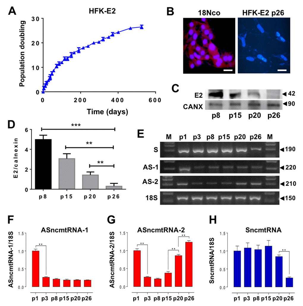 HPV-18 E2 expression extends replicative lifespan of HFK and modulates expression of ncmtRNAs. (A) A triplicate determination of proliferation rate was plotted as time (days) versus cell doubling or passage number (p). Cells were arrested at p26. (B) At p26 the expression of HPV-18 E2 was suppressed as compared to 18Nco cells, transduced with the complete genome of HPV-18 (Bars = 50 µm). (C) E2 protein expression was progressively reduced in HFK-E2, from p8 to p26. Calnexin (CANX) was used as loading control. (D) A triplicate analysis of the results in (C) show a quantification of the gradual decrease of E2 from p8 to p26 (**p=0.001; ***p=0.0001). (E) Determination of the relative expression of ncmtRNAs by RT-PCR using 18S rRNA as loading control. A triplicate analysis shows downregulation of ASncmtRNA-1 at p3 (**pF). In contrast, ASncmtRNA-2 is also downregulated at p3 but is later progressively upregulated from p15 to senescence at p26 (**p=0.001) (G). (H) SncmtRNA is downregulated at p26 (**p=0.001).