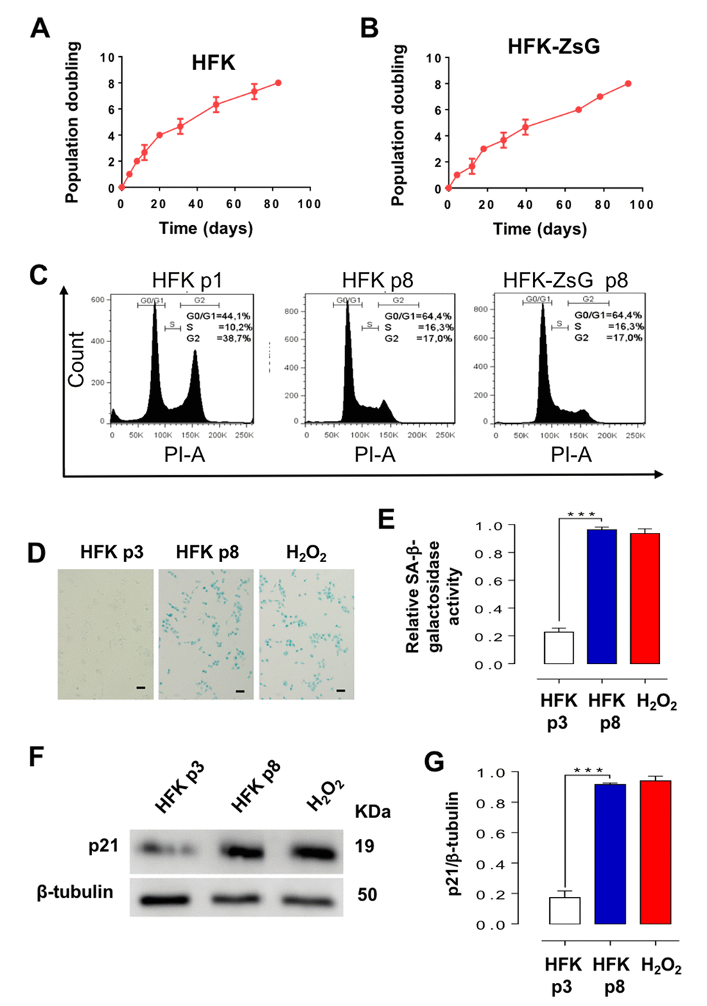 HFK and HFK-ZsG undergo senescent arrest in G1 at p8. (A, B) A triplicate analysis of proliferation rate of HFK and HFK-ZsG was plotted as time (days) versus cell doubling or passage number. Neither cell population proliferated past p8. (C) Flow cytometry of HFK at p1 and p8 and HFK-ZsG at p8 shows that non-E2-expressing cells arrest in G1 at p8. (D) HFK at p8 were positive for SA-β-galactosidase staining, which was negative in p3 cells. H2O2 was used as positive senescence control (Bars = 100 μm). (E) A triplicate analysis of the results shown in D revealed a 4 to 5-fold increase in SA-β-galactosidase activity, compared to p3 cells, and similar to the level of HFK treated with H2O2 (***pF) In HFK at p8, p21 was upregulated compared to p3 cells. (G) A triplicate analysis of the experiment in F revealed a 4 to 5-fold increase in p21 levels compared to p3 cells, and at a similar level to H2O2-treated cells (***p