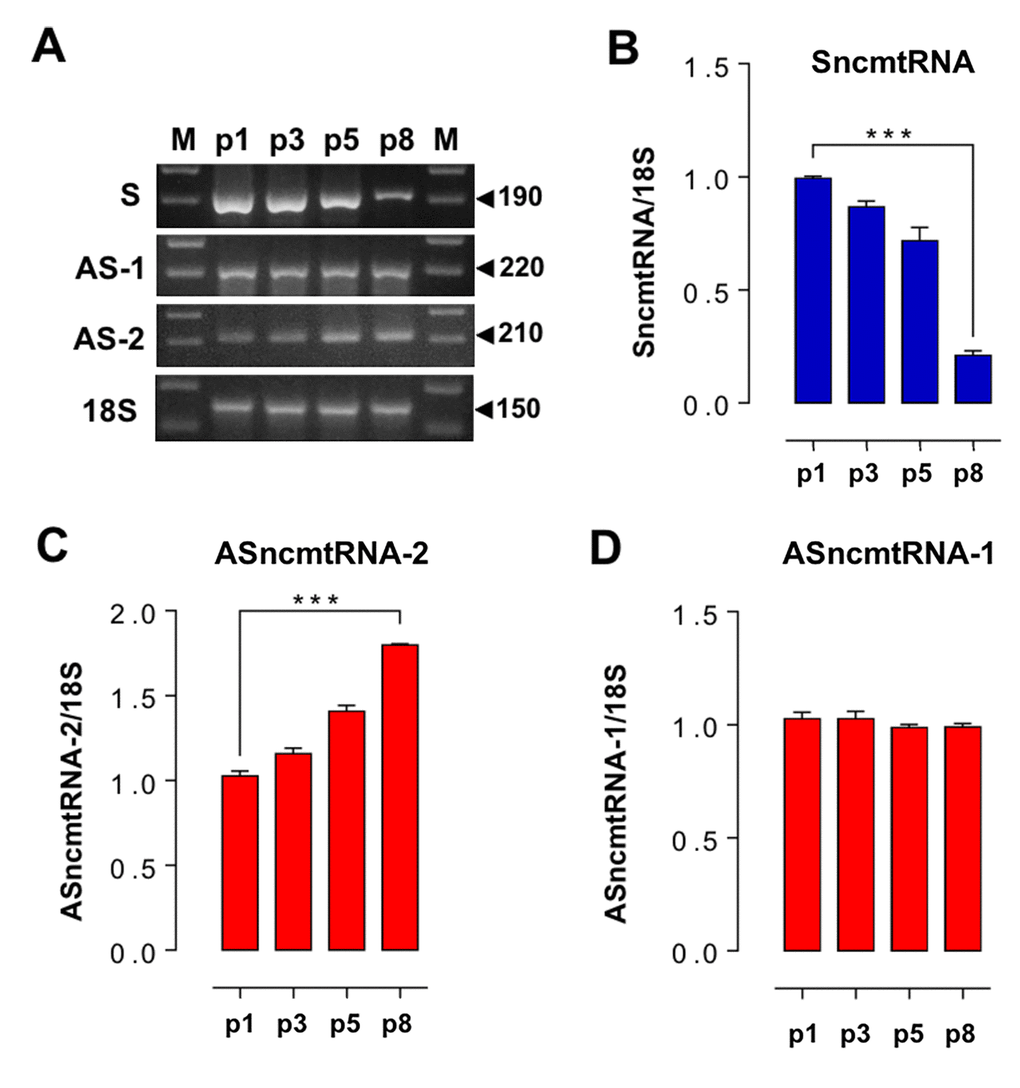 Changes in ncmtRNA levels in senescent HFK arrested at p8. The ncmtRNAs were amplified by RT-PCR from total RNA purified from HFK at p1, p3, p5 and p8, using 18S rRNA as an internal control. The experiments were run in triplicate and the relative band density was normalized to 18S for each case. (A) Representative gels showing RT-PCR amplification of these transcripts. (B) The relative expression of SncmtRNA was downregulated at p8. (C) In contrast, ASncmtRNA-2 increased progressively from p1 to senescence at p8 (***pD) Relative expression of ASncmtRNA-1 remained constant.