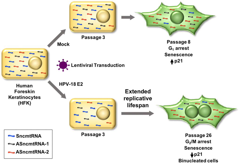 Lentiviral transduction of HPV-18 E2 induces downregulation of both ASncmtRNA-1 and ASncmtRNA-2 in HFK. In consequence, replicative lifespan is extended from 8 to 26 passages, when cells become senescent. HFK, at passage 8 (p8), arrest at G1, concomitant with increase of the p21 tumor suppressor protein. In contrast, E2-expressing HFK arrest at p26 in G2/M, while p21 decreases and cells are binucleated. Remarkably, in both cases, ASncmtRNA-2 is upregulated and SncmtRNA is downregulated upon senescence, while ASncmtRNA-1 remains downregulated in HFK-E2 and constant in HFK and HFK-ZsG.