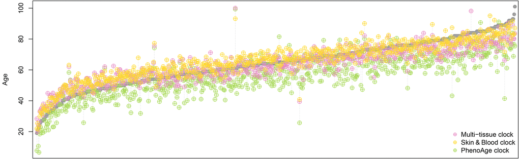 Comparison of epigenetic age estimations derived by three different epigenetic clocks. Each grey data point represents an individual whole blood sample, ordered by the chronological age of the sample donor from young to old. The coloured symbols show the epigenetic age estimation provided by the three clocks, where yellow represents the Skin & Blood clock, magenta the multi-tissue clock, and green the PhenoAge clock. The Skin & Blood clock’s age estimations come closest to the corresponding chronological ages. However, as the multi-tissue clock, it tends to show slightly increased epigenetic ages in younger individuals and decreased epigenetic ages in the elderly, while the PhenoAge clock predicts younger ages (in terms of life- and healthspan) for most individuals in the dataset used here [10]