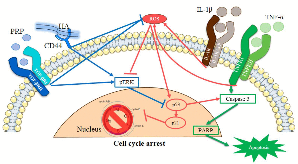 Mechanistic Insight Into Hyaluronic Acid And Platelet Rich Plasma