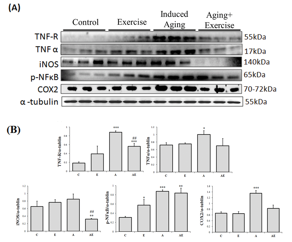 Effect of exercise training in TNF alpha associated Inflammatory pathway. (A) Representative Western blots showing protein products of TNF-R, TNF-α, iNOS, p-NFκB and COX-2 extracted from left ventricles of excised hearts (B) The α-tubulin was used as an internal control. (C) Densitometry bars showing the relative protein levels represented by mean values ± SEM. *P