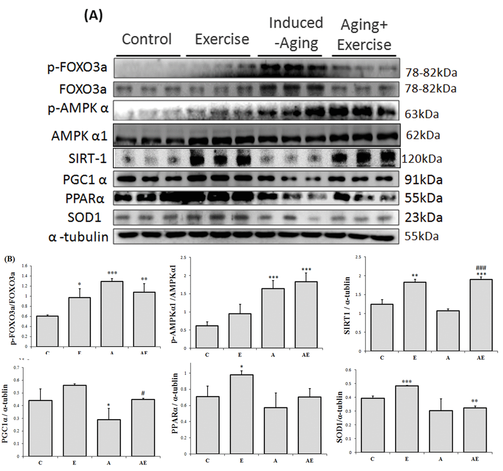 Effect of exercise training on APK associated cellular homeostasis. (A) Representative Western blots showing modulation in the levels of p-FOXO1, FOXO3a, p-FOXO3a, p-AMPKα1, AMPKα1, SIRT1, PGC-1α, PPARα, and SOD-1 extracted from the left ventricles of excised hearts. The α-tubulin was used as an internal control. (B) Densitometric analysis showing relative changes in protein levels represented by mean values ± SEM. *P