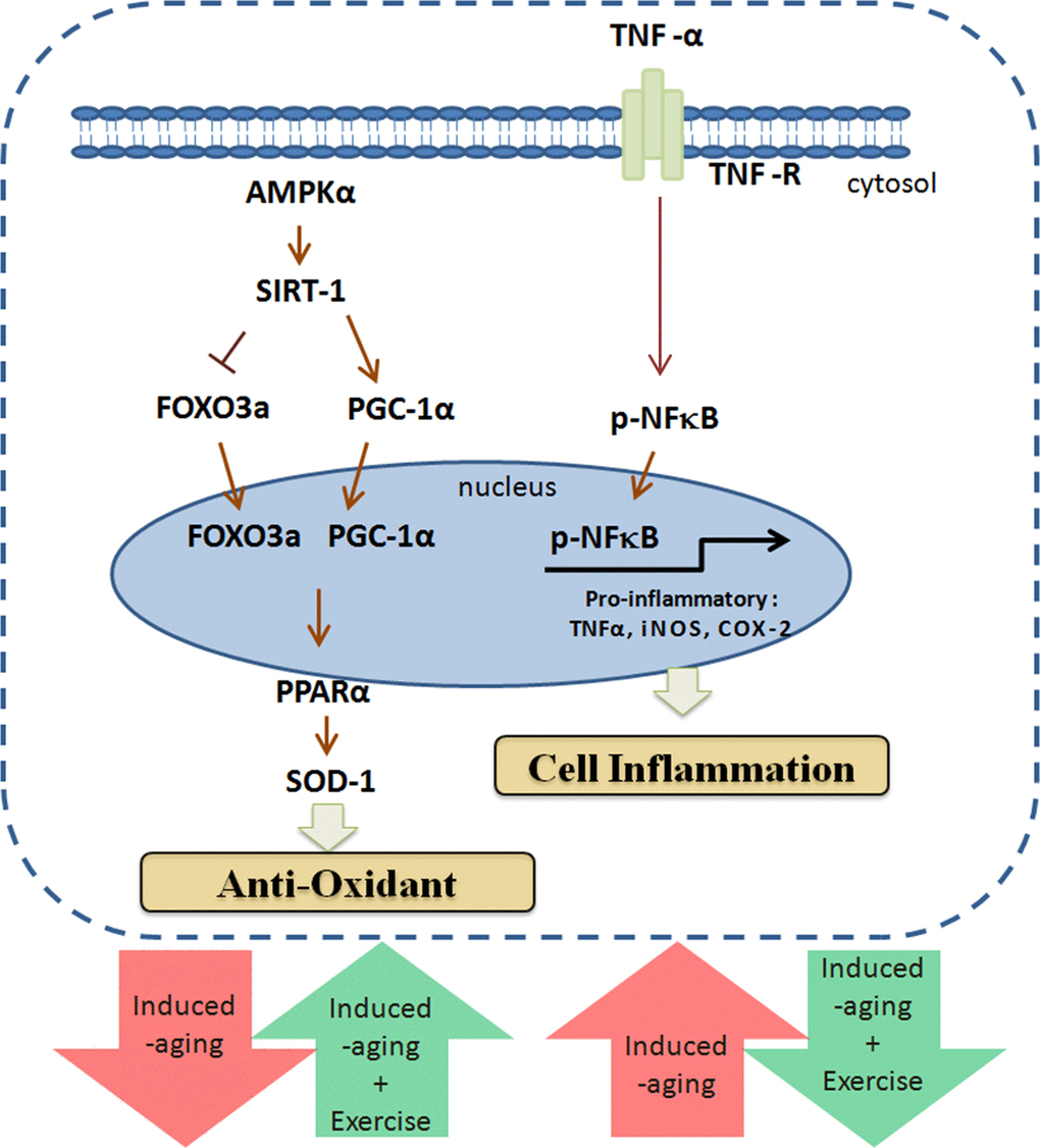Exercise enhances metabolic adaptation and attenuates inflammation in aging hearts. Long-term exercise training enhances SIRT1, PGC-1α and AMPK in aging hearts to provide protection against aging associated damages.