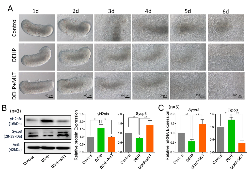 Effects of MLT on meiotic progression and DSBs in DEHP-exposed fetal ovaries. (A) Morphology of 12.5 dpc ovaries cultured for 6 days in control, DEHP and DEHP+MLT group in vitro. (B) Western blot analyses of the expression of Sycp3 and γH2afx protein in control, DEHP, and DEHP+MLT groups. (C) Relative expression level of genes Sycp3 and Trp53 in control, DEHP and DEHP+MLT groups. The results were presented as mean ± SEM. *P ** P 