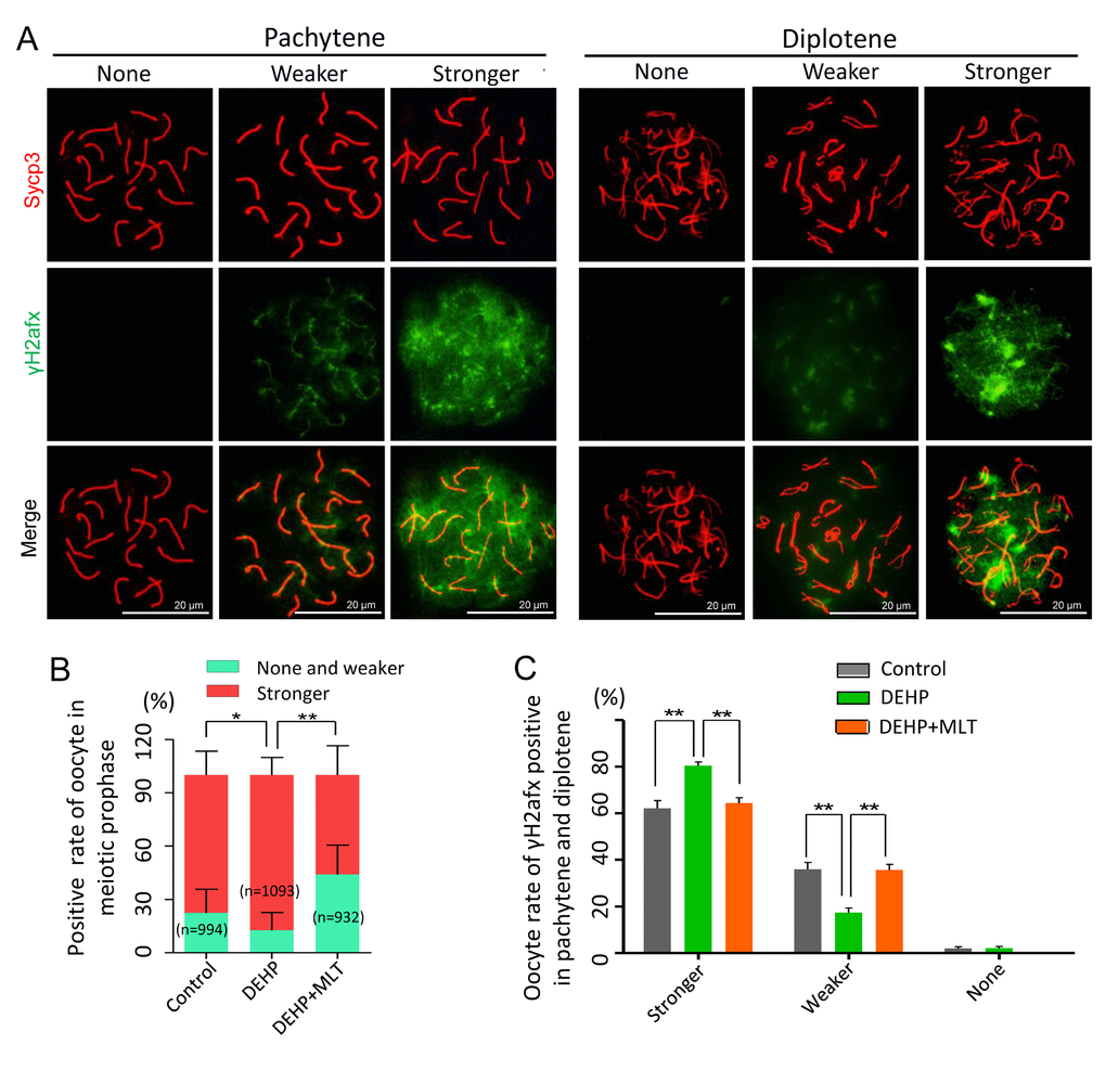 The effect of MLT on the formation of DSBs in fetal oocytes. (A)The immunofluorescence with Sycp3 (red) and γH2afx (green) in fetal oocytes. (B) The percentages of stronger, none and weaker γH2afx signal in oocyte in all MPI stages (control: 77.60 ± 5.04%, 22.40 ± 5.04%; DEHP: 87.24 ± 4.02%, 12.46 ± 4.02%; DEHP+MLT: 56.03 ± 9.52%, 43.97 ± 9.52%). (C) The percentages of stronger, weaker and none staining of γH2afx in pachytene and diplotene oocytes (control: 62.13 ± 3.37%, 35.92 ± 2.99%, 1.95 ± 0.78%; DEHP: 80.48 ± 1.53%, 17.41 ± 1.94%, 2.11 ± 0.78%; DEHP+MLT: 64.36 ± 2.39%, 35.64 ± 2.39%, 0.00 ± 0.00%). The results were presented as mean ± SEM. *P ** P 