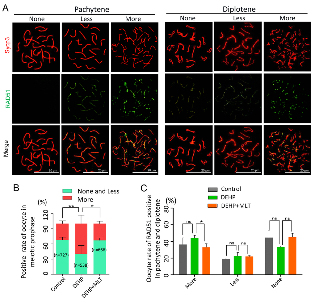 Effects of MLT on HR in DEHP-exposed fetal oocytes. (A)The immunofluorescence with Sycp3 (red) and RAD51 (green) in fetal oocytes. (B) The percentages of more, less and none staining of RAD51 in all MPI stages (control: 32.48 ± 2.54%, 67.52 ± 2.54%; DEHP: 59.83 ± 7.44%, 40.17 ± 7.44%; DEHP+MLT: 33.13 ± 2.79%, 66.87 ± 2.79%). (C) The percentages of more, less and none staining of RAD51 in pachytene and diplotene oocytes (control: 36.27 ± 8.02%, 19.09 ± 1.03%, 44.64 ± 8.08%; DEHP: 44.24 ± 2.98%, 22.50 ± 4.28%, 33.26 ± 1.30%; DEHP+MLT: 32.97 ± 4.27%, 22.00 ± 1.03%, 45.03 ± 4.76%). The results were presented as mean ± SEM. *P ** P 