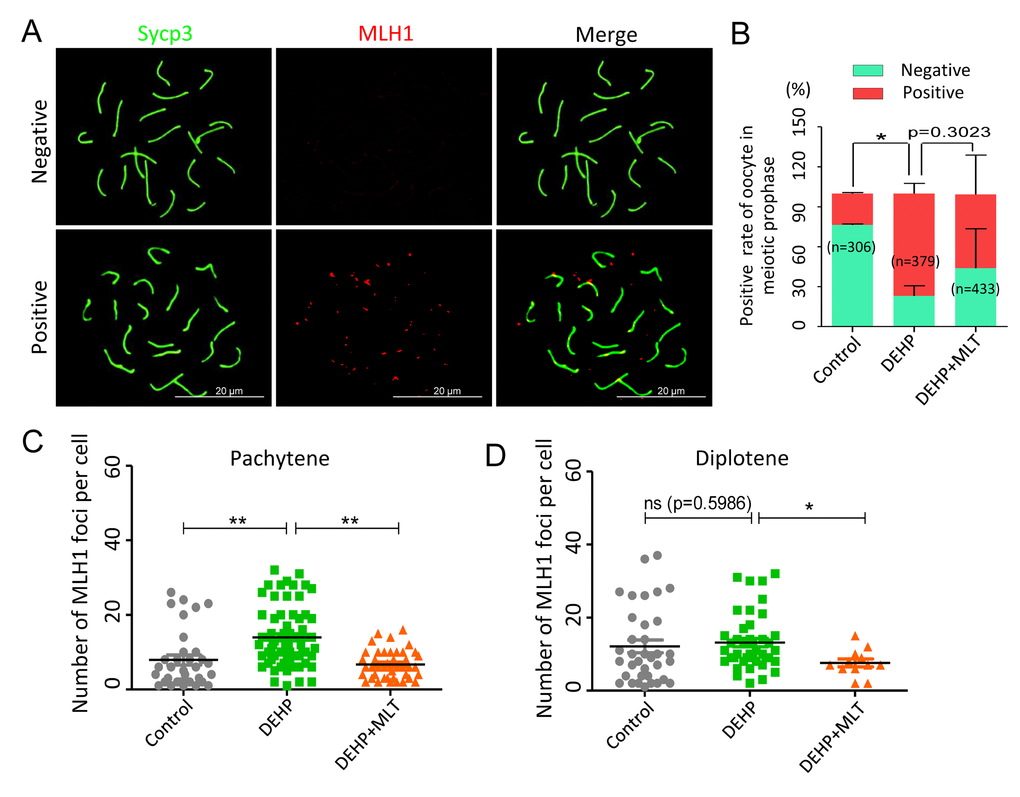 Effects of MLT on mismatch repair in DEHP-exposed fetal oocytes. (A)The immunofluorescence with Sycp3 (green) and MLH1 (red) in fetal oocytes. (B) The percentages of positive and negative MLH1 signal in oocytes (control: 23.63 ± 0.55%, 76.37 ± 0.55%; DEHP: 77.01 ± 4.41%, 22.99 ± 4.41%; DEHP+MLT: 55.04 ± 17.04%, 43.87 ± 17.08%). (C and D) The amounts of the MLH1 positive foci in pachytene (control: 7.91 ± 1.33; DEHP: 13.97 ± 0.95; DEHP+MLT: 6.74 ± 0.58) and diplotene (control: 12.11 ± 1.74; DEHP: 13.18 ± 1.16; DEHP+MLT: 7.58 ± 1.07) oocytes, respectively. The results were presented as mean ± SEM. *P ** P 