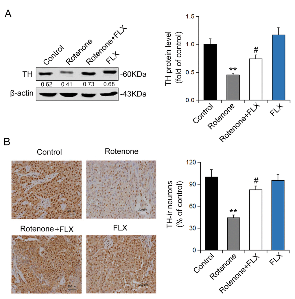 Effects of FLX on DA neurons loss in PD rats. (A) TH protein expression was detected using Western blot, n=6. (B) TH-positive DA neurons were determined using immunohistochemistry. The ratio of TH-positive neurons in experimental groups to those cells in the control group was evaluated. n=4, **P