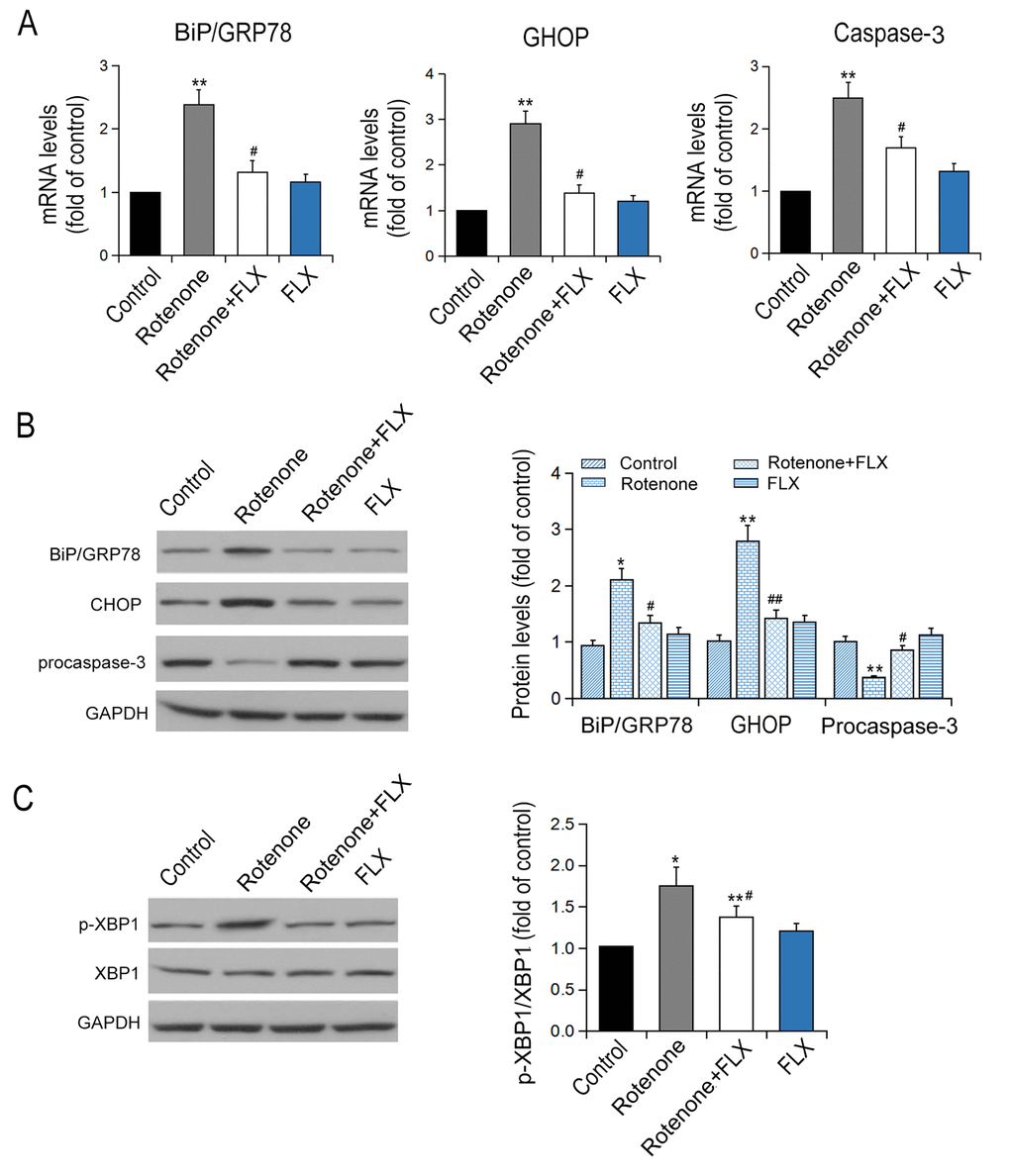 Effects of FLX on ER stress in the brain of PD rats. (A) Transcriptional levels of Bip/GRP78, CHOP and caspase-3 were measured by RT-qPCR, n=6. (B-C) Translational levels of Bip/GRP78, p-XBP1, XBP1, CHOP and procaspase-3 were detected using Western blot, n=6 each group. *P