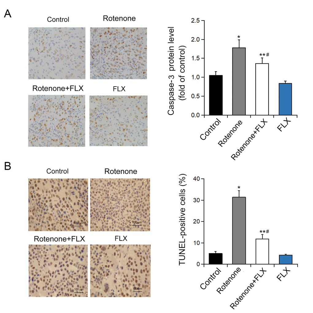 Effects of FLX on ER stress-mediated neuron apoptosis in PD rats. (A) Caspase-3 protein level was determined by immunohistochemistry. n=4. (B) Quantification of TUNEL-positive cells. *P