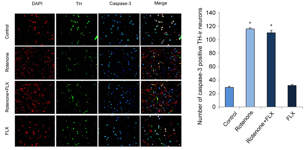 Effects of FLX on caspase-3 expression in DA neurons of PD rats. Anti-TH (red) and anti-caspase-3 (green) were used in dual immunostaining examination. Cell nuclei were stained with DAPI (blue).