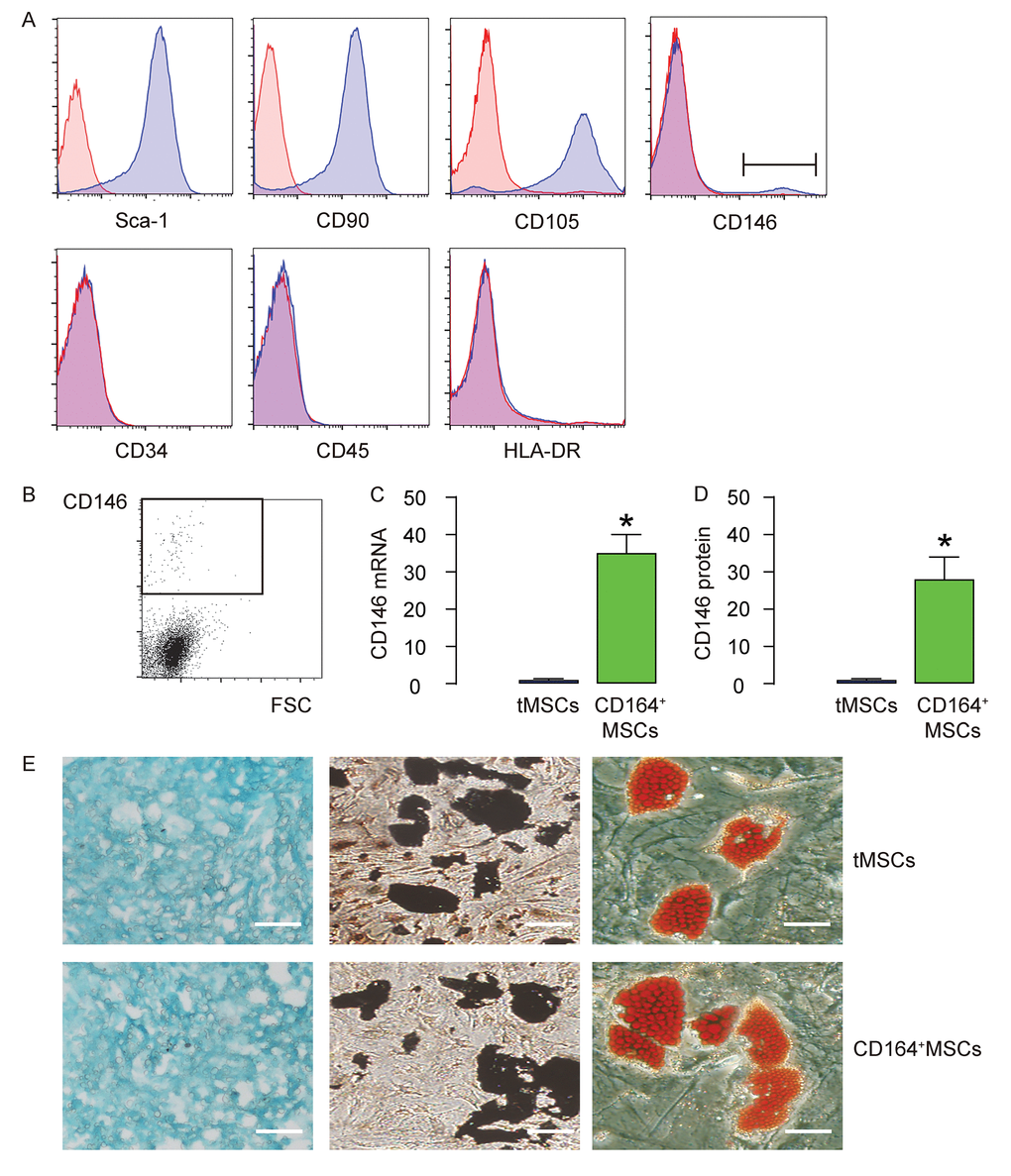 CD146+MSCs represent a small population of total tMSCs. (A) The surface markers for mouse MSCs (Sca-1, CD105, CD90 CD45, CD34, HLA-DR and CD146) were examined. (B) FAC sorting of CD146+ cells from tMSCs. (C-D) RT-qPCR (C) and ELISA (D) for CD146 in CD146+MSCs and tMSCs. (E) Differentiation assay for tMSCs and CD146+MSCs into chondrocytes followed by alcian blue staining (left), into osteocytes followed by Von kossa staining (middle), and into adipocytes followed by Oil red O staining (right). *p