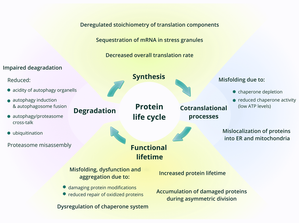 Age-related changes in protein synthesis and proteostasis. The main phases in the life of proteins are shown, with a focus on processes that change with age.