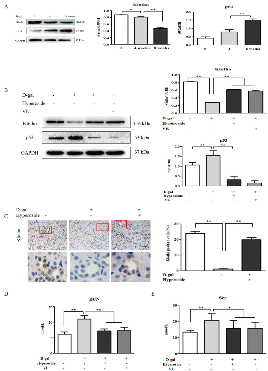 The effects of hyperoside and vitamin E on renal aging and injury induced by D-galactose in vivo. (A) A WB analysis of klotho and p53 in the kidneys of the rats in the control, the 4 week-D-gal and the 8 week-D-gal groups. (B) A WB analysis of klotho and p53 in the kidneys of the rats in the control, the 8 week-D-gal, the D-gal + Hyperoside and the D-gal + VE groups. (C) Immunohistochemical staining of klotho and the percentage of positively stained areas for klotho in the control, the 8 week-D-gal and the D-gal + Hyperoside groups. Scale bar = 20 μm. (D, E) The serum levels of BUN and Scr in the control, the 8 week-D-gal, the D-gal + Hyperoside and the D-gal + VE groups. The data are expressed as the mean ± SD, (n=3), *P **P 