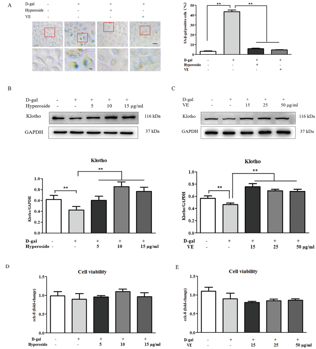 The effects of hyperoside and vitamin E on renal cellular aging and injury in vitro. (A) SA-β-gal staining in the NRK-52E cells exposed to D-gal at 100 mM, with the treatment of hyperoside at 10 μg/ml or VE at 25 μg/ml for 24 hours, and the percentage of SA-β-gal-positive cells. (B, C) The NRK-52E cells were exposed to D-gal at 100 mM, with the treatment of hyperoside at 0, 5, 10, and 15 μg/ml and VE at 0, 15, 25, and 50 μg/ml for 24 hours, and subjected to a WB analysis for klotho, respectively. (D, E) The cell viability in the NRK-52E cells exposed to D-gal at 100 mM, with the treatment of hyperoside at 0, 5, 10, and 15 μg/ml and VE at 0, 15, 25, and 50 μg/ml for 24 hours. The data are expressed as the mean ± SD, (n=3), **P 