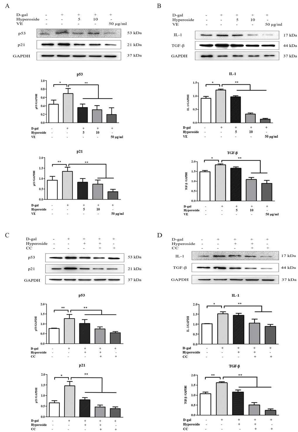 The actions of hyperoside, vitamin E and compound C on renal cellular agingand injury in vitro. (A, B) The NRK-52E cells were exposed to D-gal at 100 mM, with the treatment of hyperoside at 0, 5, and 10 μg/ml and VE at 50 μg/ml for 24 hours, and subjected to a WB analysis for p53, p21, IL-1 and TGF-β, respectively. (C, D) The NRK-52E cells were exposed to D-gal, with the treatment of hyperoside and CC for 24 hours, and subjected to a WB analysis for p53, p21, IL-1 and TGF-β, respectively. The data are expressed as the mean ± SD, (n=3), *P **P 