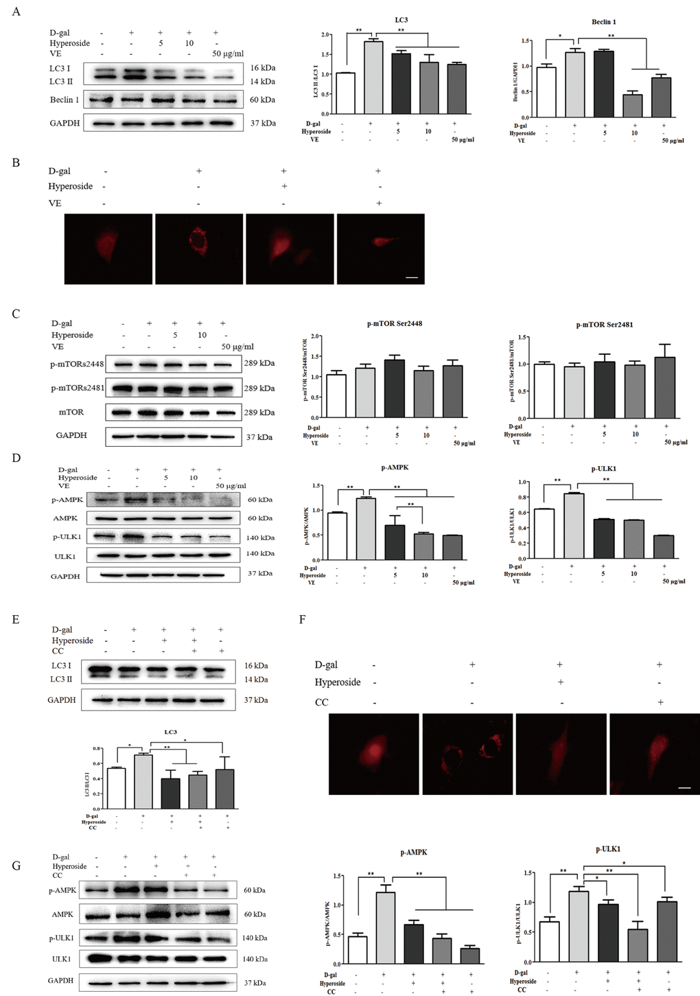 The effects of hyperoside and vitamin E on autophagic activity and the mTOR-independent and AMPK-ULK1 signaling pathways in vitro. (A) The NRK-52E cells were exposed to D-gal at 100 mM, with or without the treatment of hyperoside at 5 and 10 μg/ml or VE at 50 μg/ml for 24 hours, and subjected to a WB analysis for LC3 I/II and Beclin1. (B) The NRK-52E cells were infected with the RFP-LC3 Lentiviral Biosensor, exposed to D-gal at 100 mM with or without the treatment of hyperoside at 10 μg/ml or VE at 50 μg/ml for 24 hours and subjected to fluorescence microscopy. Scale bar = 5 μm. (C, D) The NRK-52E cells were exposed to D-gal at 100 mM with or without the treatment of hyperoside at 5 and 10 μg/ml or VE at 50 μg/ml for 24 hours, and subjected to a WB analysis for p-mTOR (Ser2448), p-mTOR (Ser2481) and mTOR (C1), as well as p-AMPK, AMPK, p-ULK1 and ULK1. (E) The NRK-52E cells were exposed to D-gal at 100 mM with or without the treatment of hyperoside at 10 μg/ml and CC at 10 μM for 24 hours, and subjected to a WB analysis for LC3 I/II. (F) The NRK-52E cells were infected with the RFP-LC3 Lentiviral Biosensor, exposed to D-gal at 100 mM with or without the treatment of hyperoside at 10 μg/ml and CC at 10 μM for 24 hours and subjected to fluorescence microscopy. Scale bar = 5 μm. (G) The NRK-52E cells were exposed to D-gal at 100 mM with or without the treatment of hyperoside at 10 μg/ml and CC at 10 μM for 24 hours, and subjected to a WB analysis for p-AMPK, AMPK, p-ULK1 and ULK1. The data are expressed as the mean ± SD, (n=3), *P **P 