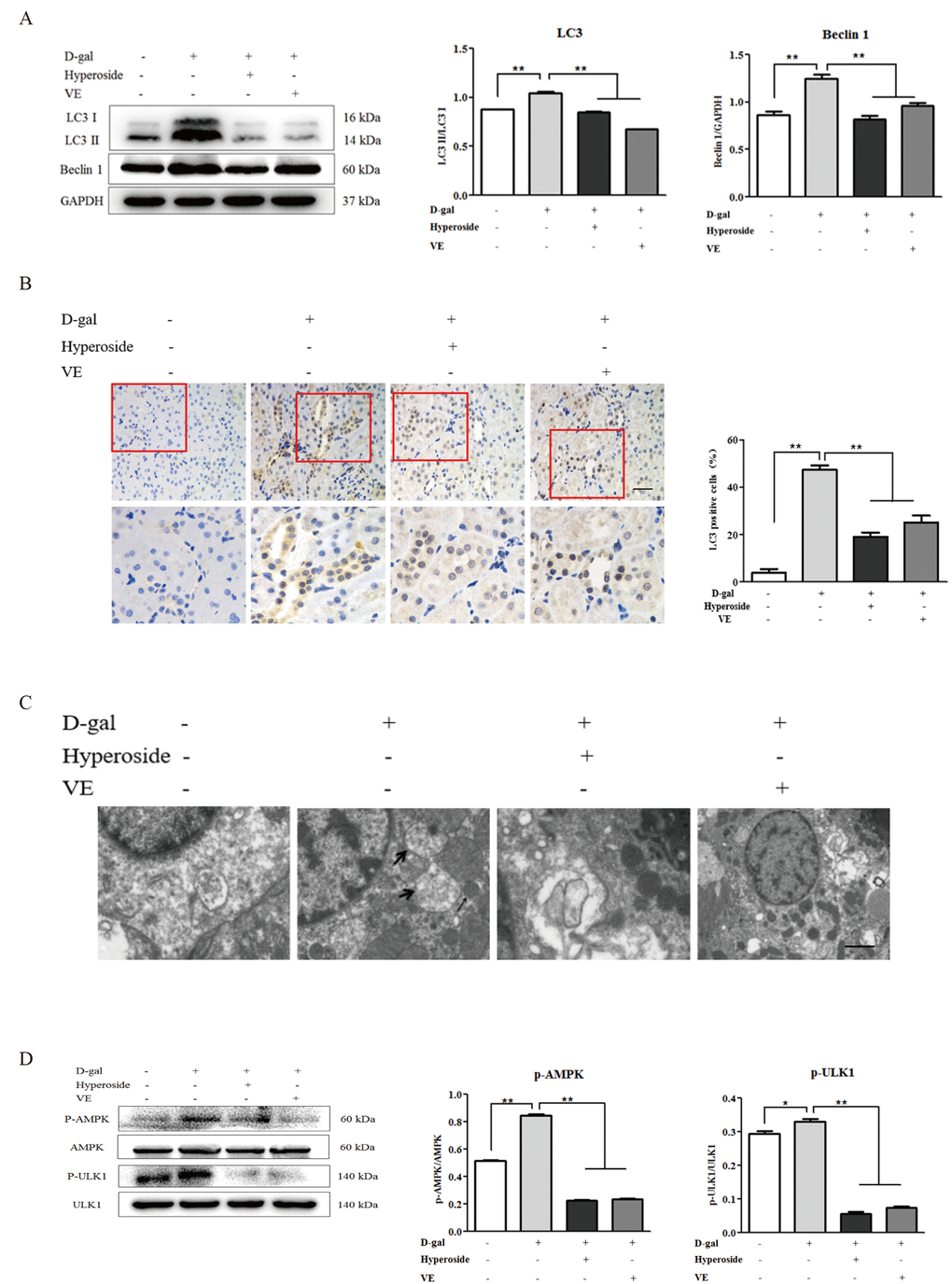 The effects of hyperoside and vitamin E on autophagic activity and the AMPK-ULK1 signaling pathway in vivo. (A) A WB analysis of LC3 I/II and Beclin1 in the kidneys from the rats in the control, the 8 week-D-gal, the D-gal + Hyperoside and the D-gal + VE groups. (B) Immunohistochemical staining of LC3 and the percentage of the positively stained areas of LC3 in the control, the 8 week-D-gal, and the D-gal + Hyperoside groups. Scale bar = 20 μm. (C) The morphological changes in the renal tubular cells of the rats in the control, the 8 weeks-D-gal, the D-gal + Hyperoside and the D-gal + VE groups by transmission electron microscopy. The black arrows show the autophagosomes with the characteristic morphology of a double membrane. (D) A WB analysis of p-AMPK, AMPK, p-ULK1 and ULK1 in the kidneys of the rats in the control, the 8 weeks-D-gal, the D-gal + Hyperoside and the D-gal + VE groups. The data are expressed as the mean ± SD, (n=3), *P **P 