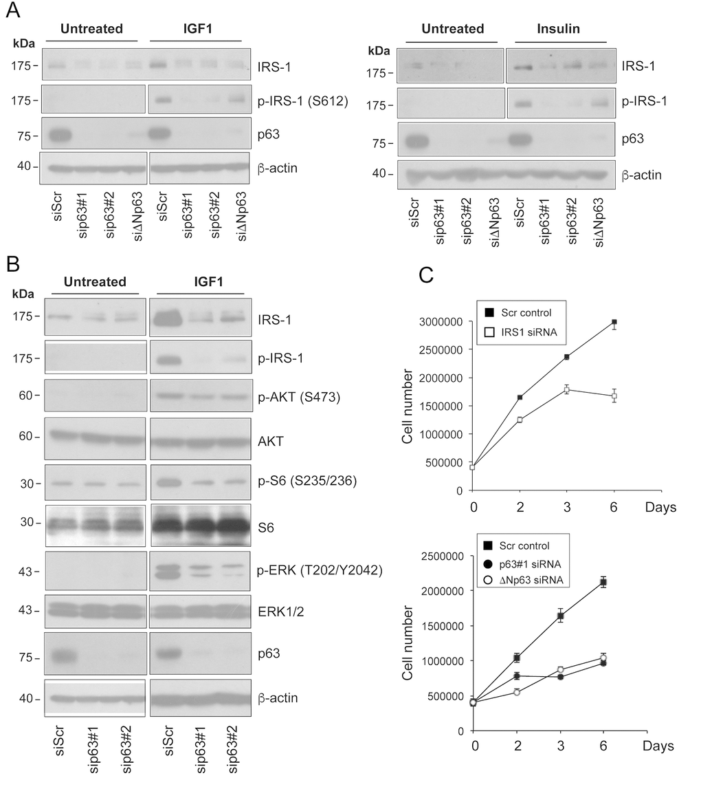 Depletion of p63 reduces the responsiveness of HNSCC cells to ligand stimulation. (A) Fadu cells were transfected with siScr or different p63 (sip63#1, sip63#2, siΔNp63) siRNAs. Forty-eight h after transfection, cells were serum starved for 4 h, and then stimulated with 5 nM IGF1 (upper panel) or 500 ng/ml insulin (lower panel) for 10 min. Protein amounts of p63, IRS1 and p-IRS1 were detected by western blot analysis. β-actin served as loading control. Blots are representative of three individual experiments. (B) Fadu cells were transfected with siScr, sip63#1 and sip63#2, serum starved for 4 h and then stimulated with 5 nM IGF1 for 10 min. Cellular extracts were analysed with the following antibodies: anti-IRS1, anti-p-IRS1, anti-p-AKT, anti-AKT, anti-p-S6 Ribosomal Protein, anti-S6, anti-p44/42 MAPK (p-ERK1/2), anti-ERK1/2, p63 and β-actin as loading control. Blots are representative of three individual experiments. (C) Fadu cells were transfected with siScr or siIRS1 (upper panel) and with sip63#1, ΔNp63, or siScr (lower panel). Forty-eight h after transfection, cells were seeded in 6-cm plates at 500,000/plate and growth was followed until day 6.