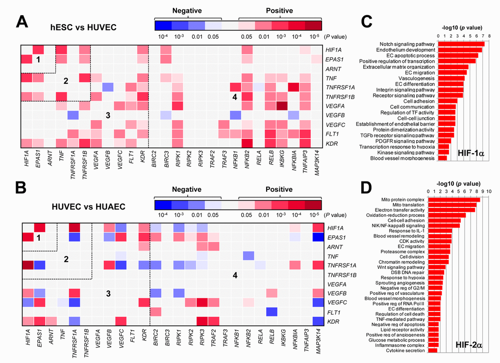  The GEP analyses map the potential correlations among the HIFs, TNFα, VEGFs, and NF-κB signaling pathways in ECs. (A, B) By analyzing the datasets involving gene expression profiling (GEP) in ECs using the R2: Genomics Analysis and Visualization Platform, the heatmaps were generated based on P values for analyses of correlations (red and blue indicating positive and negative correlations, respectively) between each pair of genes as indicated on longitudinal and transverse axes, in (A; dataset, Exp HUVEC vs ESC - James - 12 - MAS5.0 - u133p2) human stem cells (hESC) vs human umbilical vein endothelial cells (HUVEC) and (B; dataset, Normal Endothelial Cells HUAEC/HUVEC - Luttun - 38 - MAS5.0 - u133p2) HUVEC vs human umbilical artery endothelial cells (HUAEC). Numbers in the heatmaps indicate the areas (outlined by dash line) clustered for each pathway. (C, D) Gene ontology (GO) analyses were performed to categorize (C) HIF-1α- and (D) HIF-2α-related genes according to their functions, in all types of ECs, including (dataset, Normal Endothelial Cells HUAEC/HUVEC - Luttun - 38 - MAS5.0 - u133p2).