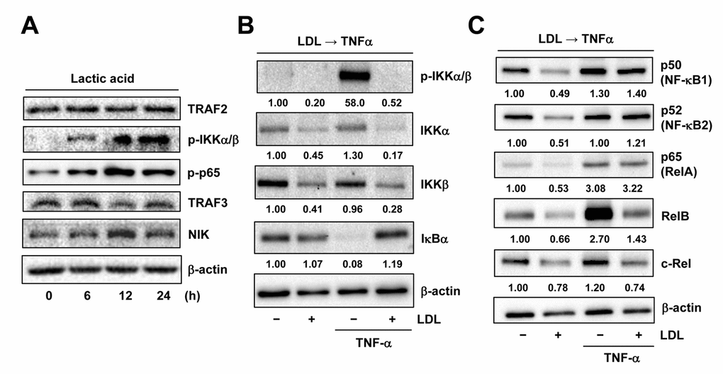 LDL inactivates TNFα-induced NF-κB activation via down-regulation of its key signaling components. (A) HUVECs were treated with 3 mM lactic acid as described in Figure 2D, after which Western blot analysis was performed to assess activation of the canonical (e.g., TRAF2 expression as well as IKKα/β and p65 phosphorylation) and non-canonical (e.g., expression of TRAF3 and NIK) NF-κB pathways. (B, C) HUVECs were pre-treated with LDL (100 μg/ml) for 48 hrs, followed by TNFα (50 ng/ml) for additional intervals as below, after which Western blot analysis was carried out to monitor phosphorylation of IKKα/β (Ser176/180, 5 min) as well as expression of multiple key components of both canonical and non-canonical NF-κB pathways, including IKKα, IKKβ, IκΒα (5 min), p50 (NF-κB1), p52 (NF-κB2), p65 (RelA), RelB, and c-Rel (4 hrs). All blots were densitometrically quantified, and values indicate fold increase after normalization to β-actin.