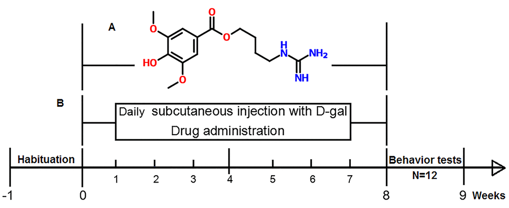 (A) Molecular structure of leonurine. (B) Diagram illustrating the process of the research.