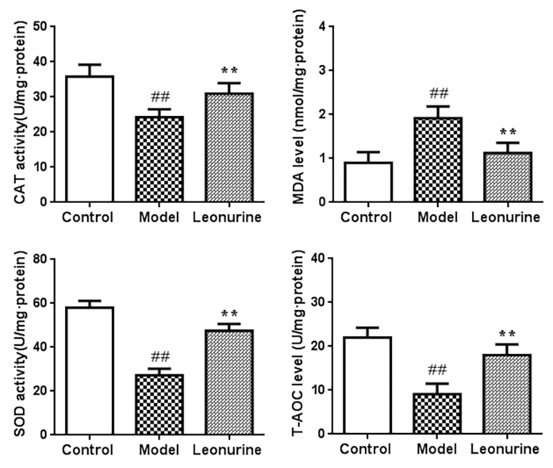 Effect of leonurine on SOD, MDA, CAT, and T-AOC in mice. Data are presented as mean±SD from each group (n=12, mean±SD). #P ##P P P 