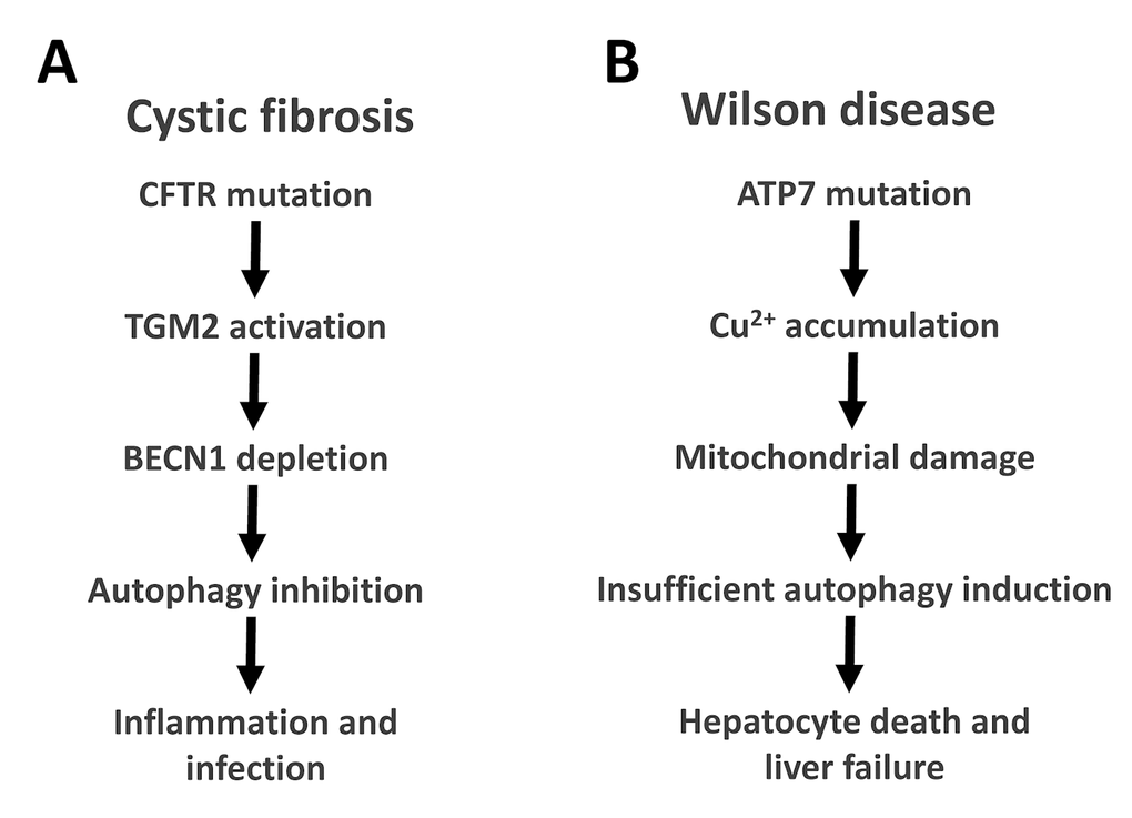 Autophagy in cystic fibrosis and Wilson disease. The relationship between autophagy and CFTR mutations in cystic fibrosis (A) or ATP7B mutations in Wilson disease (B) are depicted. BECN1, Beclin 1; TGM2, transglutaminase 2.