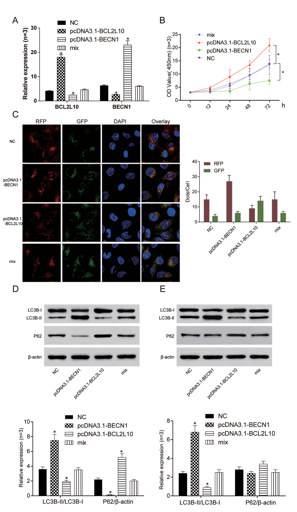 Overexpression of BCL2L10 inhibited autophagy of Hep3B cells by binding to BECN1. (A) The expression of BCL2L10 and BECN1 after transfection in four different groups was detected by qRT-PCR. (B) The cell viability of pcDNA3.1-BECN1 group was the weakest, while the cell viability of pcDNA3.1-BCL2L10 group was the strongest. (C) Overexpression of BECN1 facilitated the accumulation of LC3B puncta in Hep3B cells as detected by immunofluorescence. (D) The expression of LC3B-II/LC3B-I in pcDNA3.1-BCL2L10 group was decreased while the expression of LC3B-II/LC3B-I in pcDNA3.1-BECN1 group was increased. The changes of P62 had a contrary trend with changes of LC3B-II/LC3B-I. (E) Degradation of P62 was little observed in the presence of Bafilomycin A1 (an inhibitor of late-phase autophagy), while LC3B-II/LC3B-I expression was increased in Hep3B cells. * P 