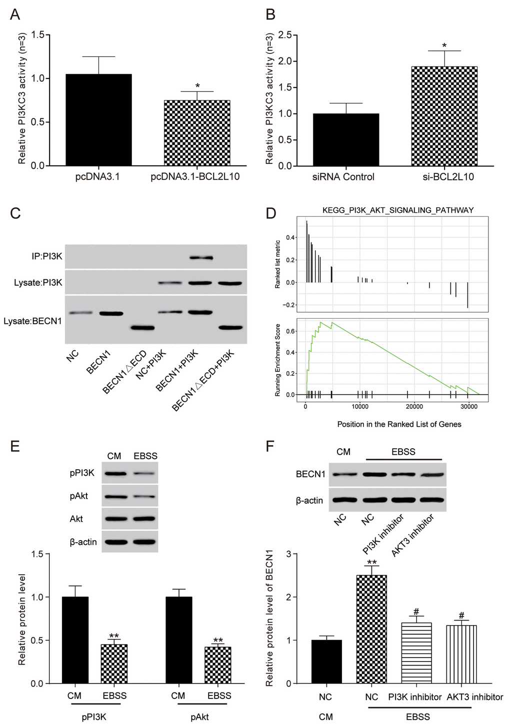 The combination of BCL2L10 and Beclin 1 reduced the bonding of Beclin 1 and PI3KC3 in Hep3B cell line. (A) The activity of PI3KC3 after the overexpression of BCL2L10 was detected by ELISA; (B) The activity of PI3KC3 after inhibiting BCL2L10 was detected by ELISA; (C) The binding relation between PI3KC3 and BECN1 was detected by co-immunoprecipitation. (D) Bioinformatics turned out that PI3K/Akt signaling pathway was enabled in HCC. (E) PI3K p110α and p-AKT protein level was detected by Western blot after autophagy induction. (F) The BECN1 protein level was detected by western blot after adding PI3K inhibitor and AKT inhibitor. * PPP