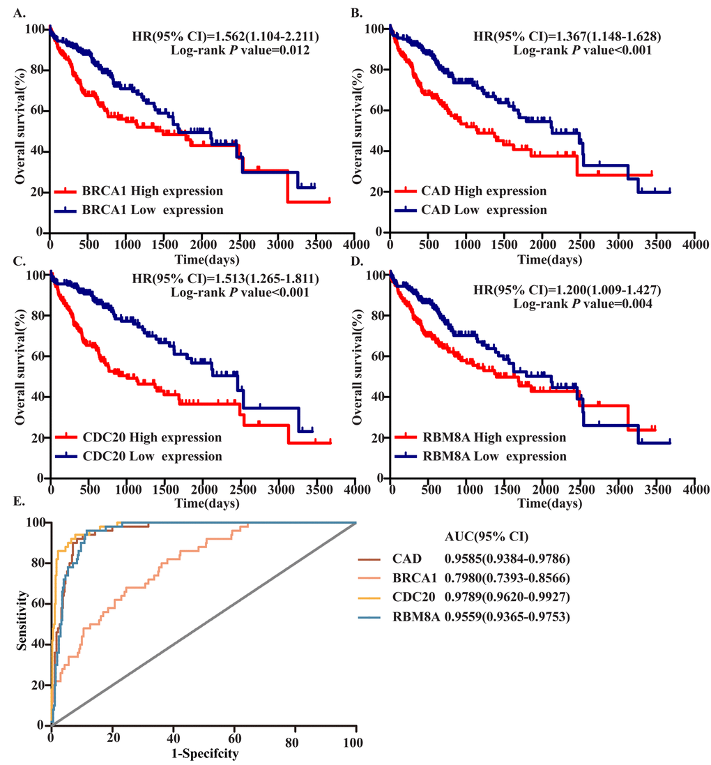 Four hub MDEGs were associated with overall survival in HCC patients by using Kaplan-Meier curve and Log-rank test. The patients were stratified into high expression group and low expression group according to median expression of each mRNA. (A) BRCA1; (B) CAD; (C) CDC20; (D) RBM8A. (E) ROC curves of the 4 hub MDEGs in HCC. The X axis shows false positive rate, presented as "1-Specifcity". The Y axis indicates true positive rate, shown as "Sensitivity".