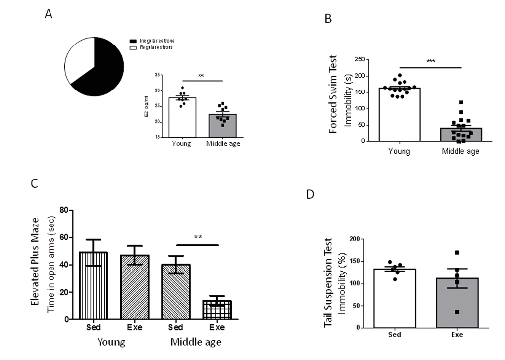 Exercise actions in anxiety-like behavior and resilience to stress in middle-aged female mice at peri-menopause. (A) Over 60% of middle age female mice were in constant estrous. E2 levels were significantly decreased in middle-age females as compared to young females. ***pB) Middle-aged female mice (9 months old) showed reduced immobility time in the forced swim test compared to young females (2 months old), indicating a lower “depressive-like” state (n=17 per group). (C) Anxiety-like levels measured in the elevated plus maze showed a profound anxiogenic effect of exercise in middle-aged female mice as compared to young mice (n= 5-10). Values of young females were taken from reference 7. (D) Exercise does not modify resilience to stress (measured by the tail suspension test delivered after the forced swim test) in middle-aged females (n=5-6). Exe: exercised mice; Sed: sedentary mice (in this and following figures).